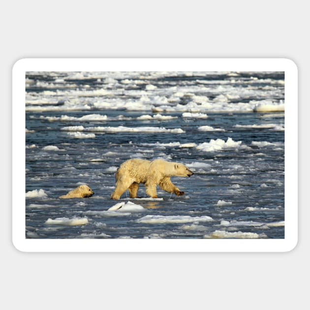 Polar Bears: Mother & Cub Struggling in Hudson Bay, Canada Sticker by Carole-Anne